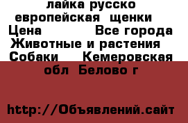 лайка русско-европейская (щенки) › Цена ­ 5 000 - Все города Животные и растения » Собаки   . Кемеровская обл.,Белово г.
